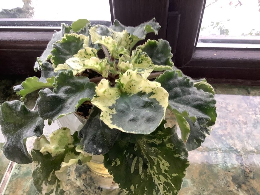 888E86A2-47CF-474A-B225-95512F58CEF9 - Willodene