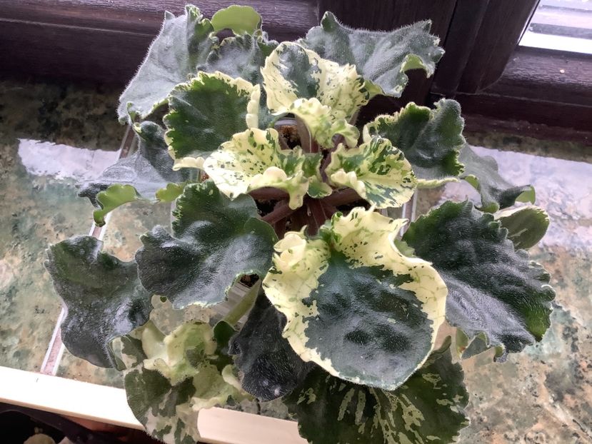 94F096C9-F09A-49F4-A9FE-031133A85C04 - Willodene