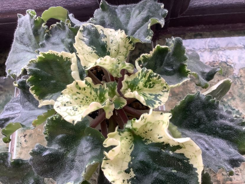 76ABD448-0395-49AA-BC17-99D71DCC03F4 - Willodene