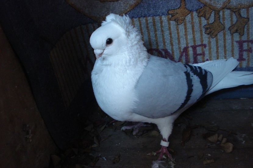 m D 252-20 AS sept 21 - perechile 2021