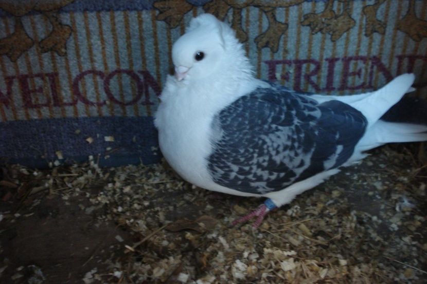 f D 709-18 AS sept 21 - perechile 2021