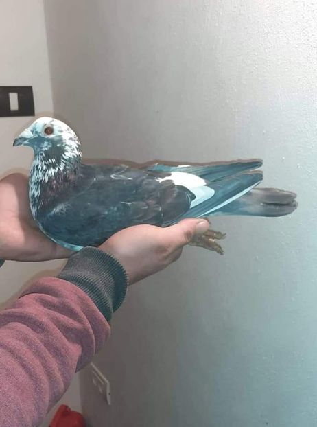  - NU IMI APARTIN ALBUM NR 2