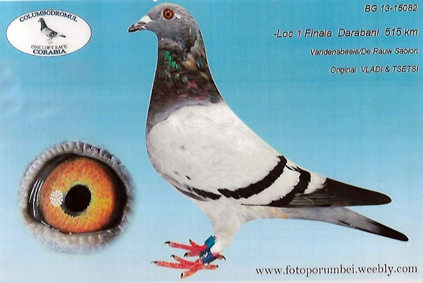 vladi-tsetsi-bg-13-13052-f-winner-1-place-final-race-corabia-olr-2013-vladi-tsetsi-bg-13-13052-f-win - DE VANZARE PORUMBEI DEOSEBITI