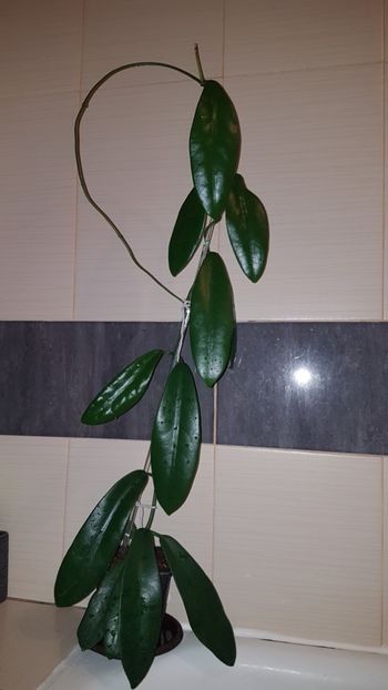  - 0 Hoya - frumusetea frunzelor