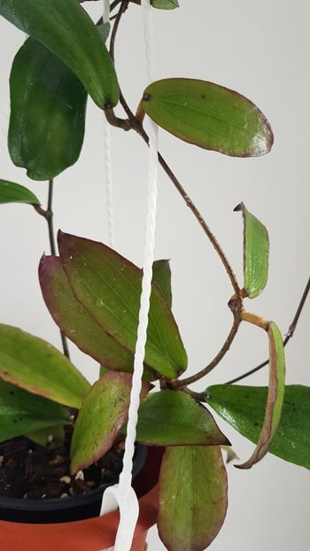  - 0 Hoya - frumusetea frunzelor