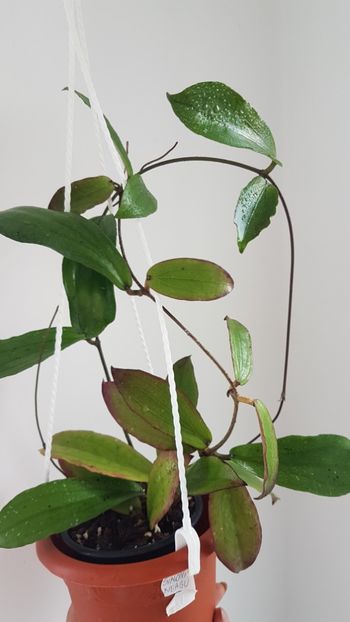  - 0 Hoya - frumusetea frunzelor