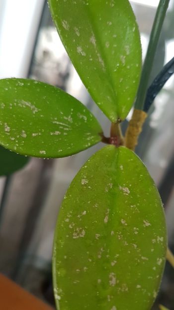  - 0 Hoya - frumusetea frunzelor