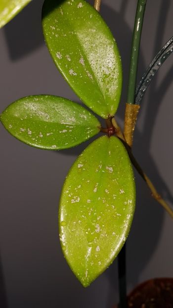  - 0 Hoya - frumusetea frunzelor