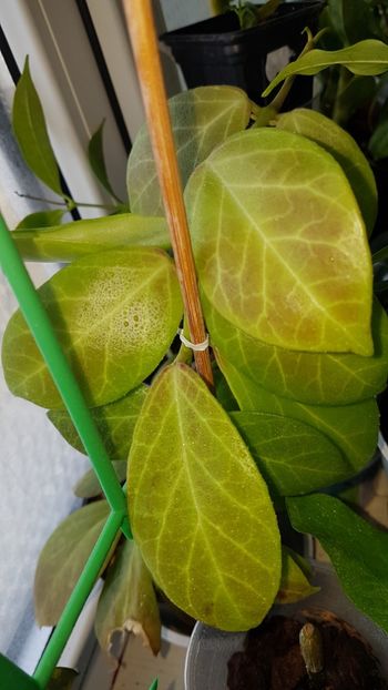  - 0 Hoya - frumusetea frunzelor