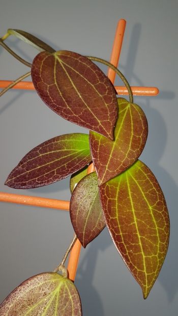  - 0 Hoya - frumusetea frunzelor