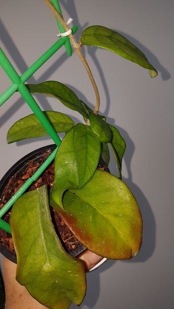  - 0 Hoya - frumusetea frunzelor