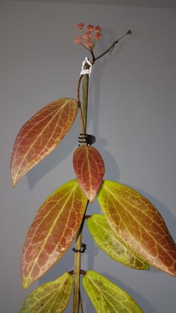  - 0 Hoya - frumusetea frunzelor