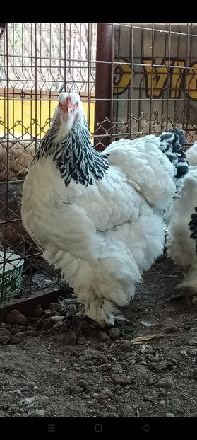 Screenshot_2021-01-18-15-50-32-06 - 2021