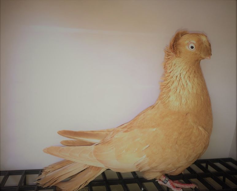 8557  femelă  2020 - Plecați ALBUM 4