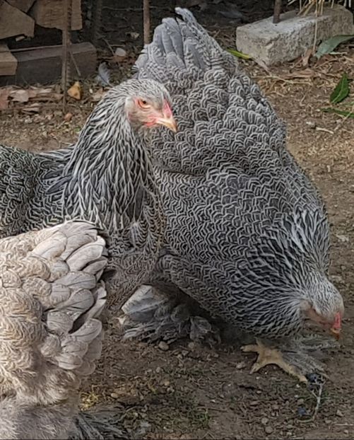  - B__Brahma Silver orange