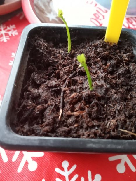  - Poncirus trifoliata