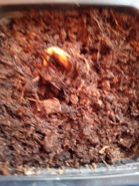  - Poncirus trifoliata