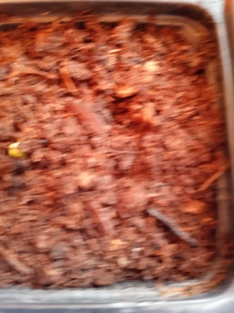  - Poncirus trifoliata