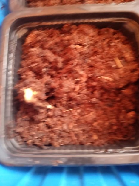  - Poncirus trifoliata