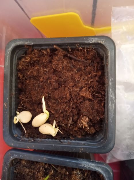  - Poncirus trifoliata