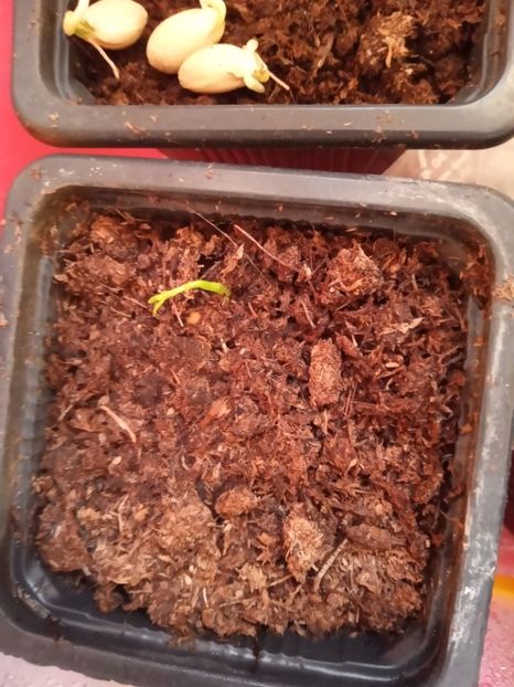  - Poncirus trifoliata