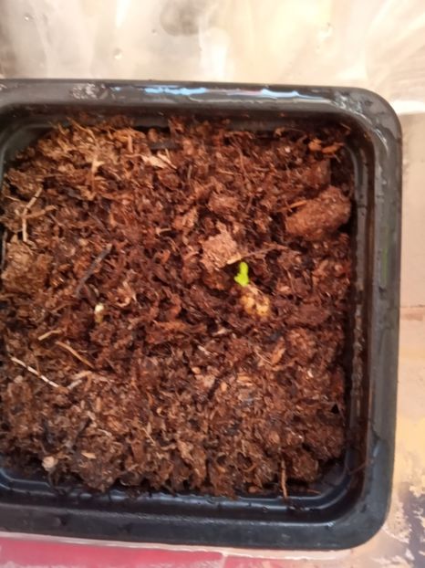  - Poncirus trifoliata