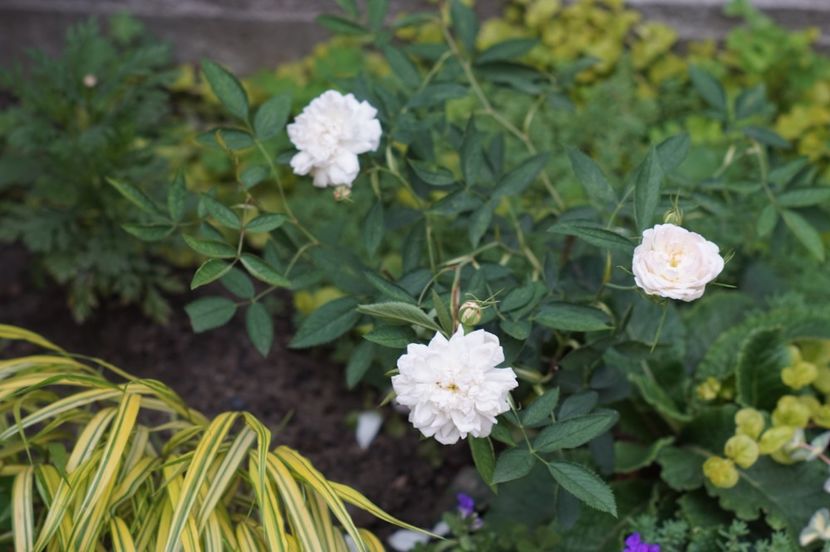  - Rosa alba cymbaefolia