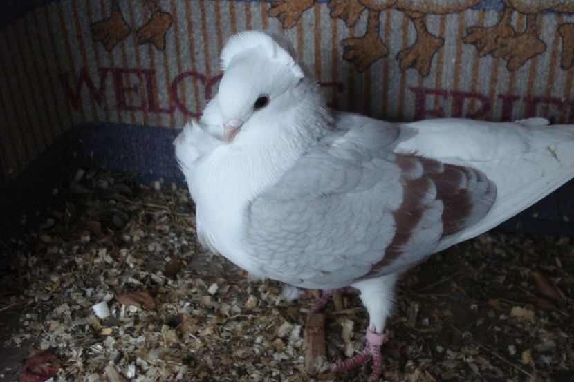 f 213-2019 - poze cu matca 2021