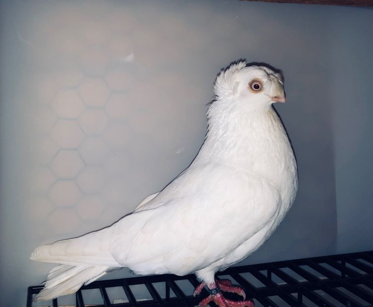 23023  mascul  2020 - Plecați ALBUM 3