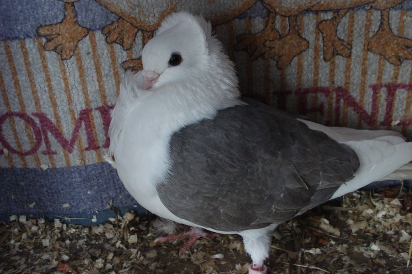 f 455-20 LC 21 - perechile 2021