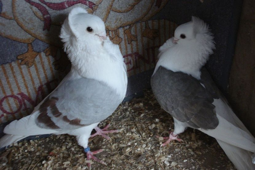 per 5 - perechile 2021