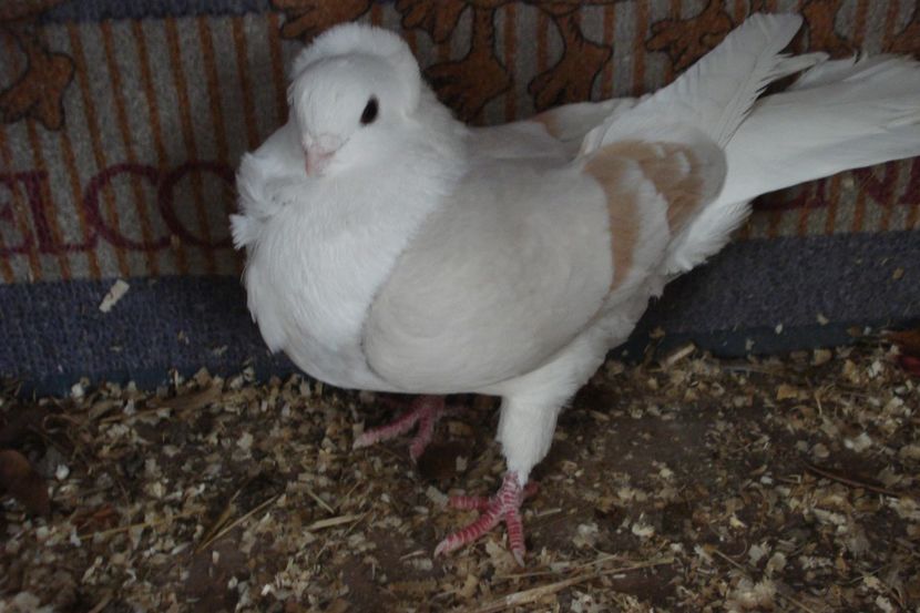 f fi 2020 MI bm - perechile 2021