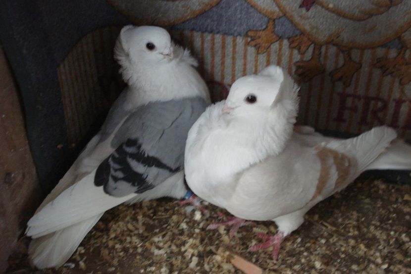 per 6 - perechile 2021