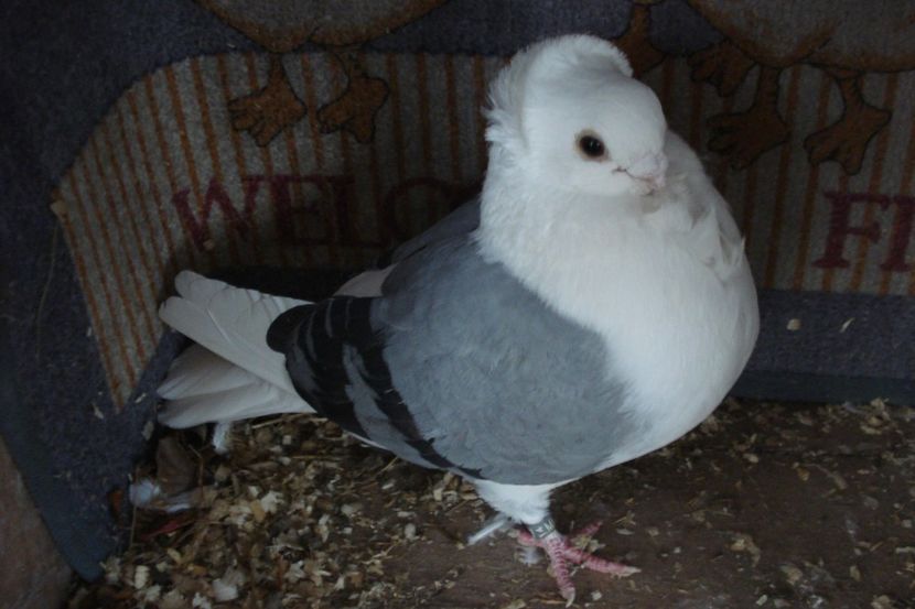 m 2014 - perechile 2021