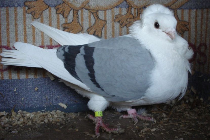 f 2017-124 - perechile 2021