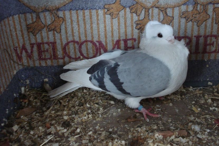 m 636-18 - perechile 2021