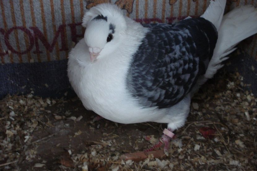 f 2018 MI bm - perechile 2021