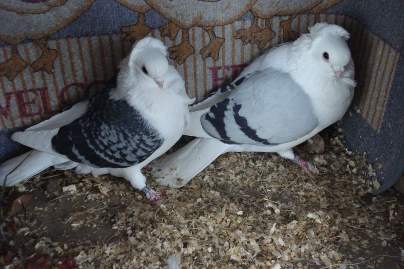 per 9 - perechile 2021