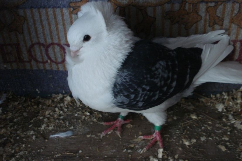 m 208-2019 - perechile 2021