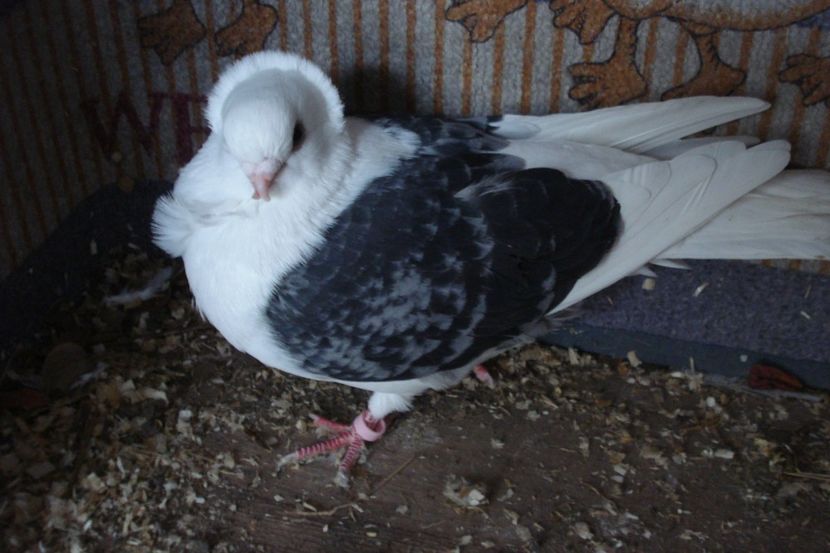 f 2019, inel 2017 - perechile 2021