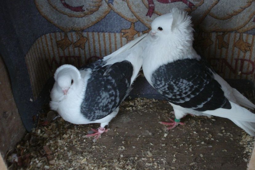 per 10 - perechile 2021