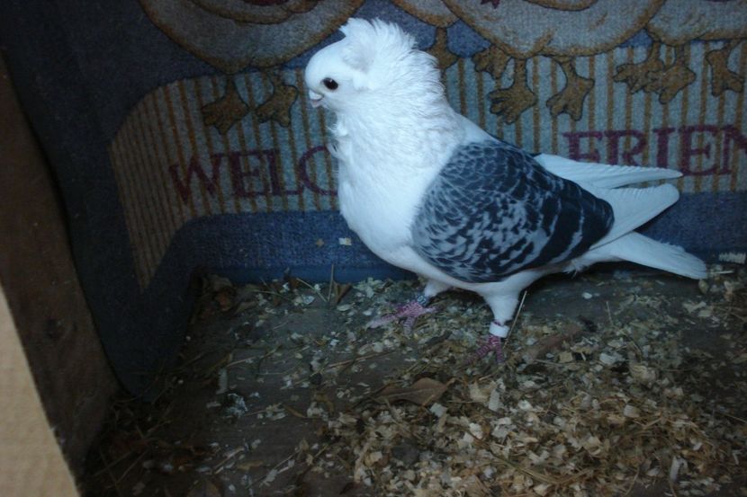 m D263-20 rep 21 - perechile 2021