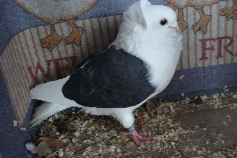 m 2016 - perechile 2021