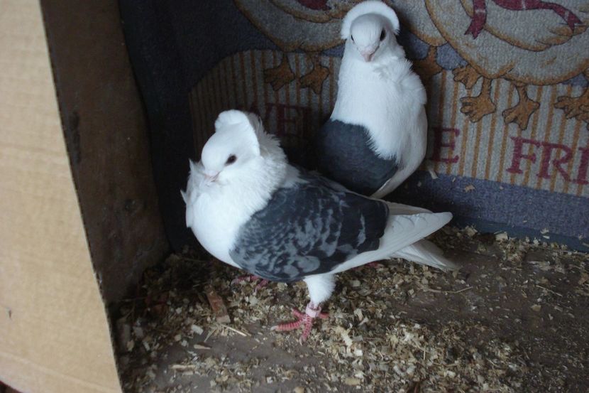 per 12 - perechile 2021