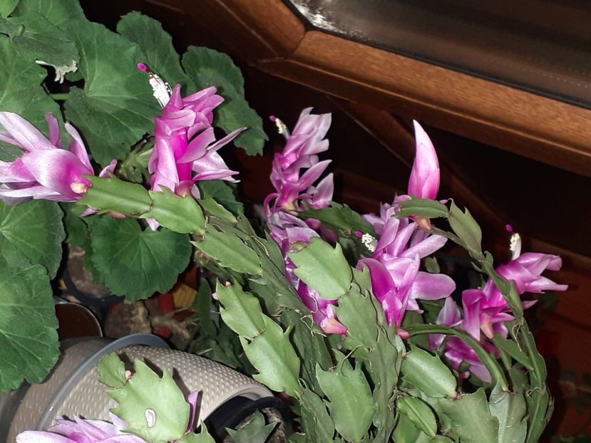  - Schlumbergera