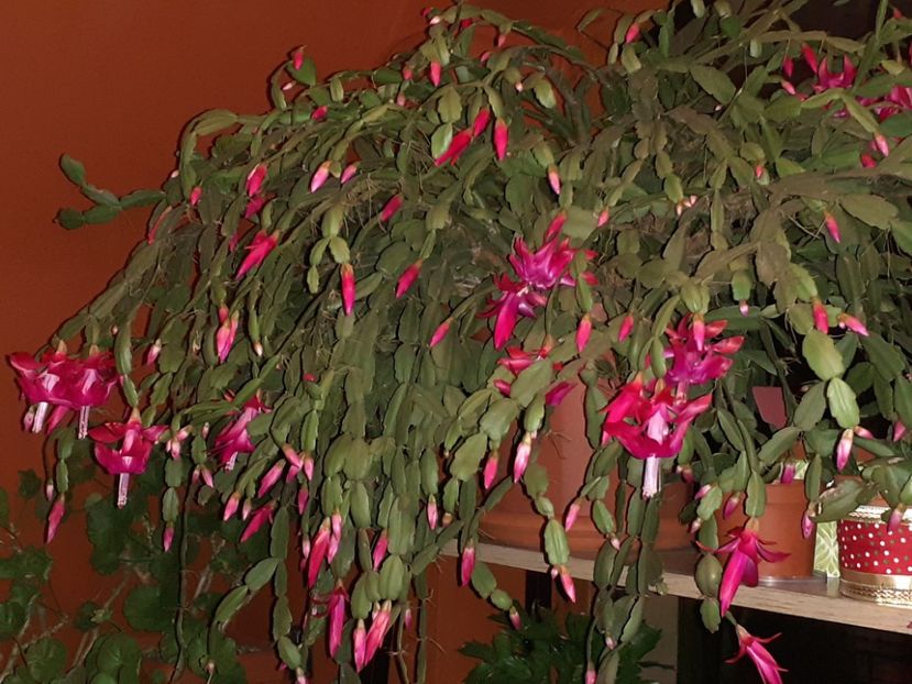  - Schlumbergera