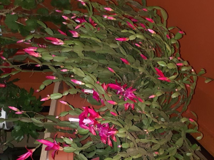  - Schlumbergera