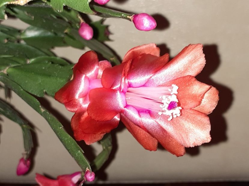  - Schlumbergera