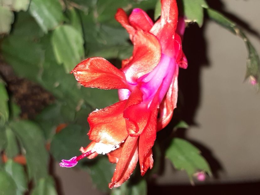  - Schlumbergera