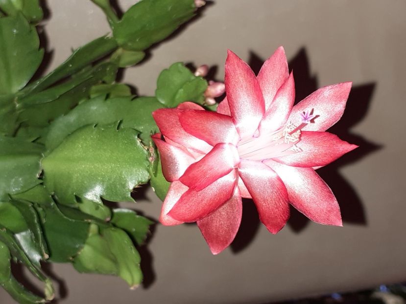  - Schlumbergera